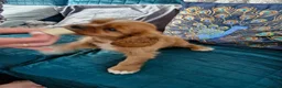 Cavalier King Charles Spaniel dogs for sale: KC reg health tested Cavalier King Charles puppies - Advert 10