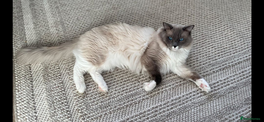 Ragdoll cats for sale: Stunning Bluepoint Ragdoll kittens!  - Image 17