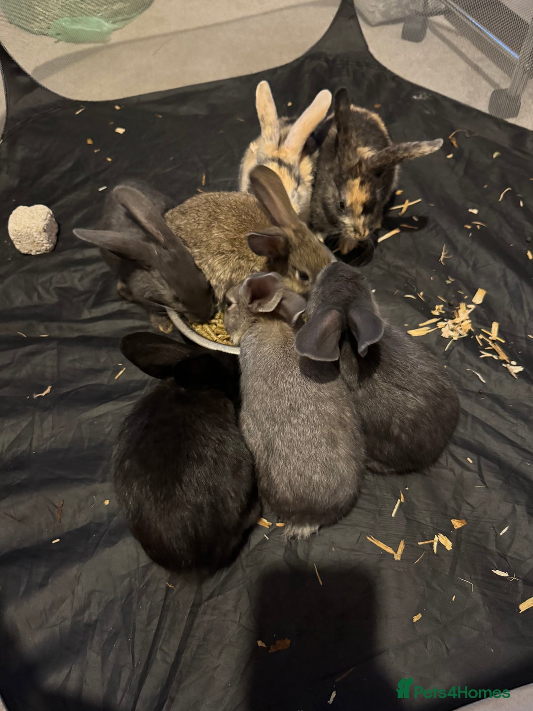 British Giant rabbits for sale: Lops x giant baby rabbits  - Image 2