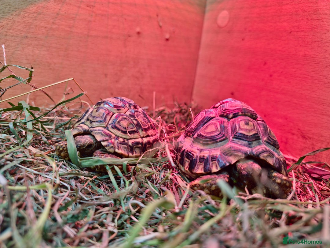 Tortoise reptiles for sale: Baby Leopard Tortoises - Advert 2