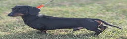 Dachshund dogs for stud: Black and Tan miniature smooth boy  - Advert 1
