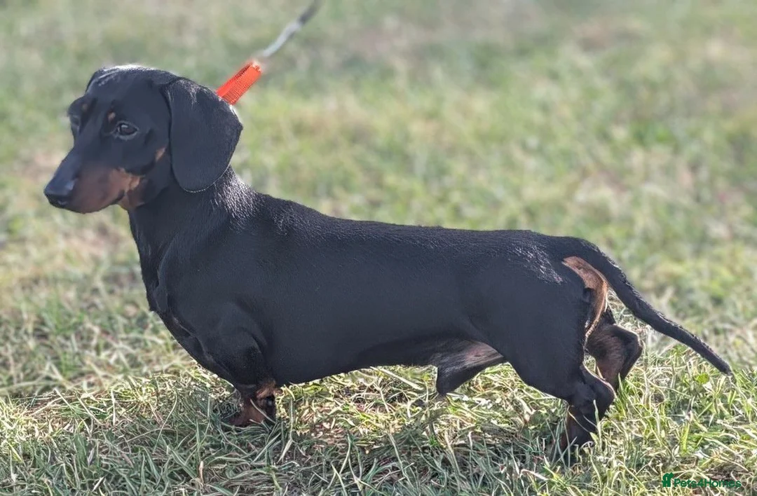 Dachshund dogs for stud: Black and Tan miniature smooth boy  - Advert 1