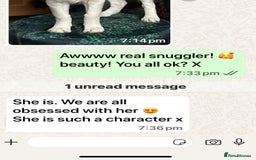 Golden Retriever dogs for sale: Extensively Health tested parents.Snowwhite Chunks - Image 18
