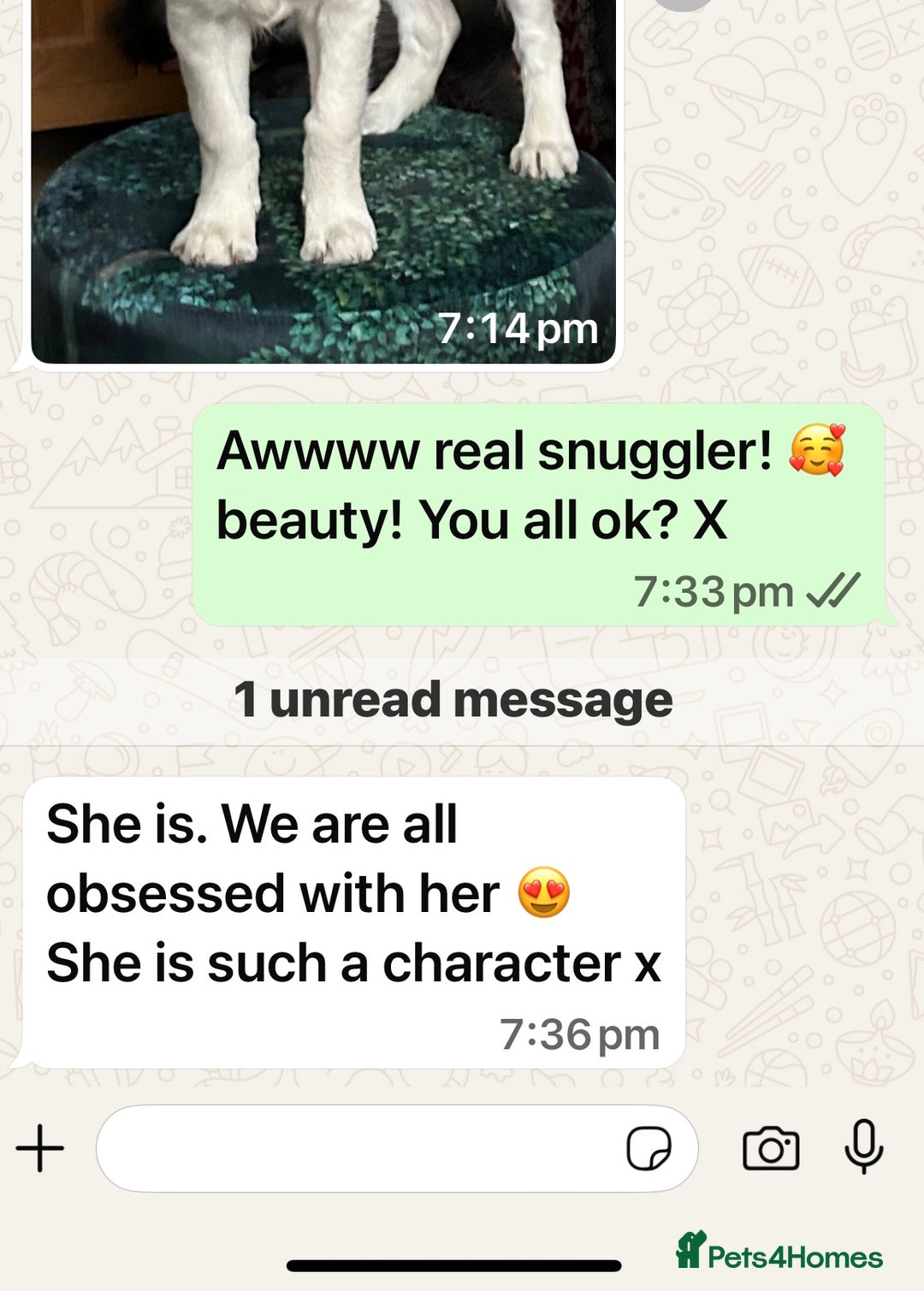 Golden Retriever dogs for sale: Extensively Health tested parents.Snowwhite Chunks - Image 18