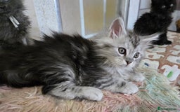 Maine Coon cats for sale: Stunning GCCF Maine Coon kittens  - Image 26
