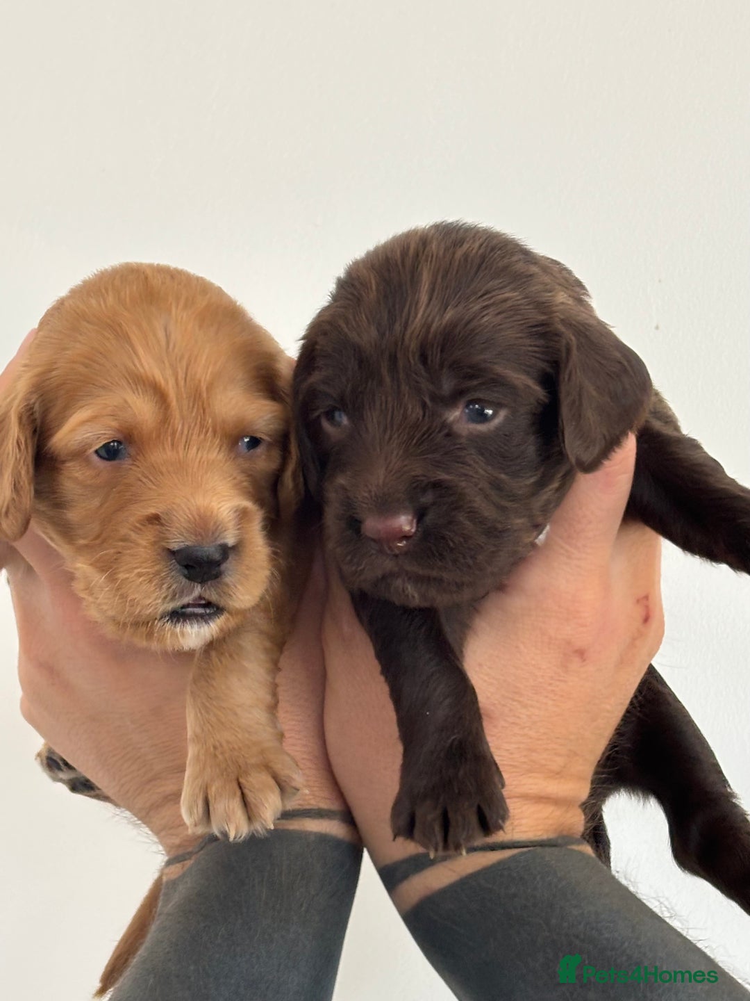 Sprocker dogs for sale: Beautiful, Loveable Spaniels For Sale - Image 17