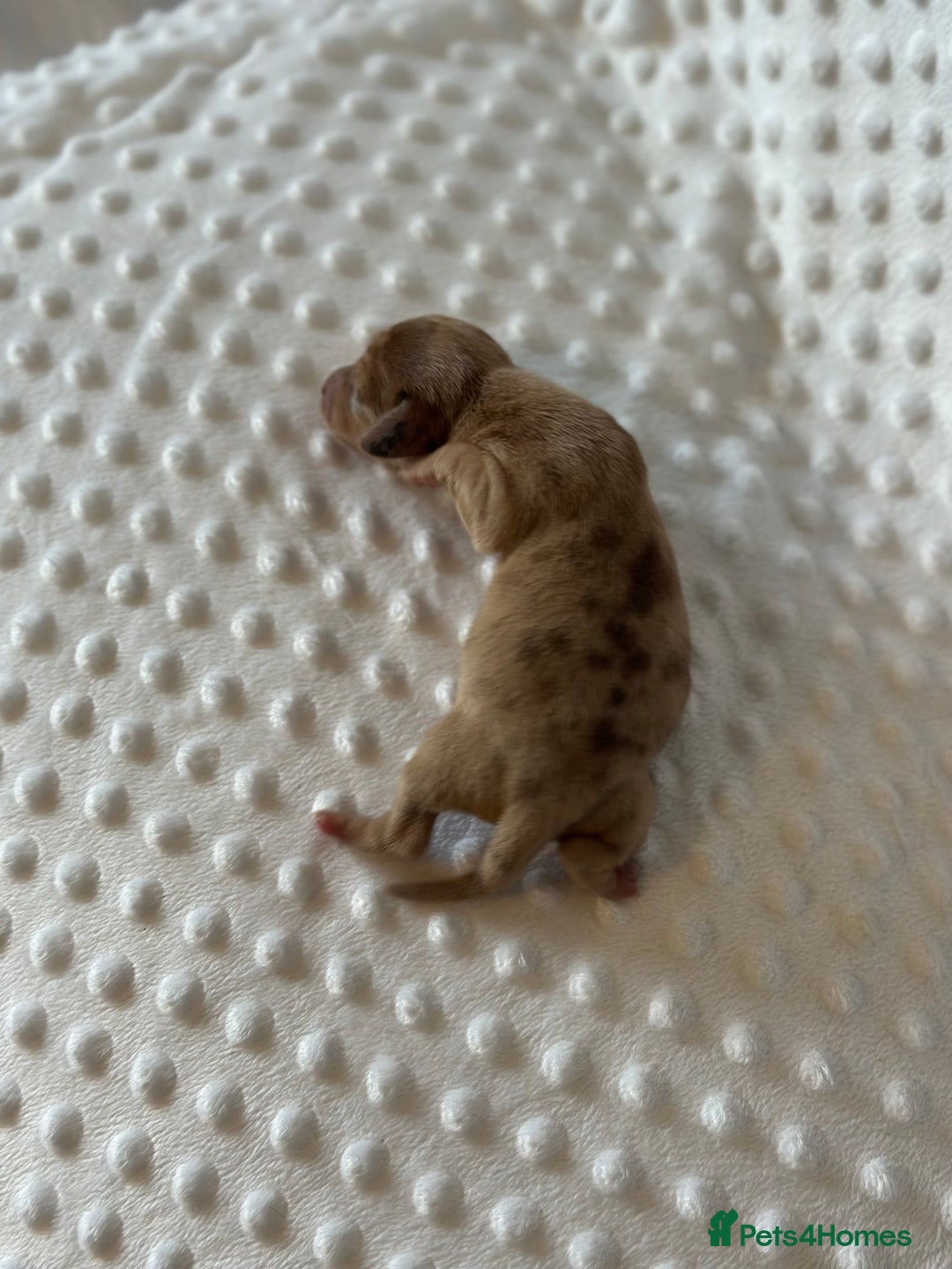 Miniature Dachshund dogs for sale: KC minature daschunds  - Image 3