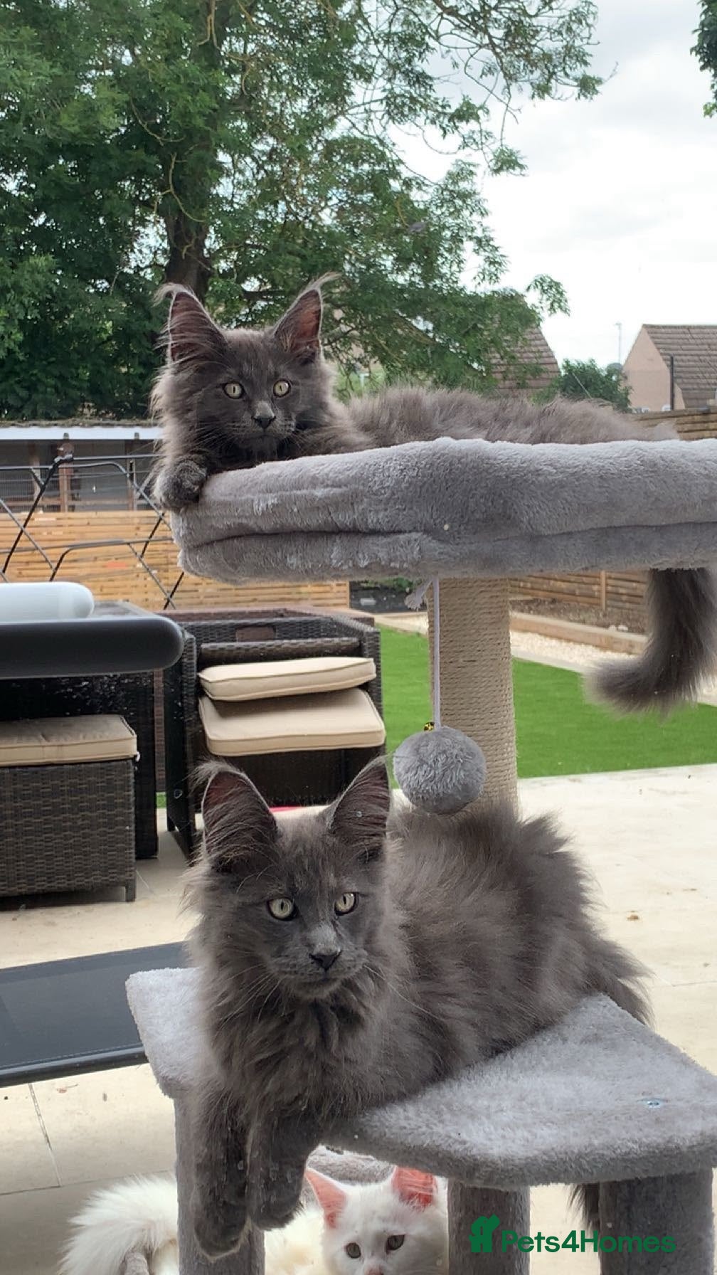 Maine Coon cats READY NOW mainecoon kittens  - Advert 1