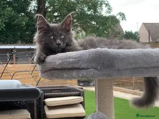 Maine Coon cats READY NOW mainecoon kittens - Advert 1