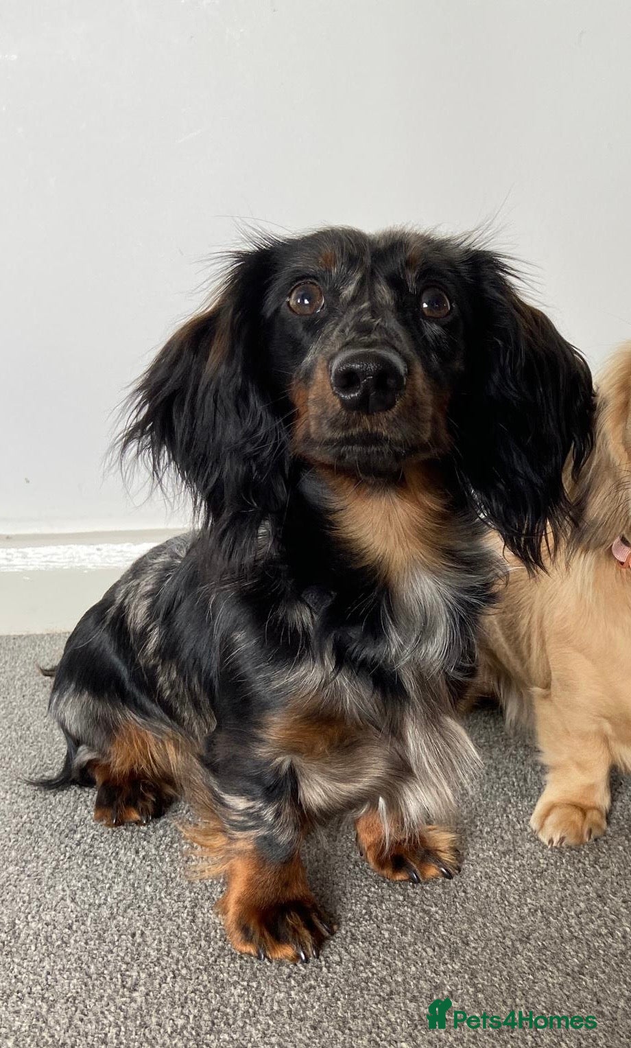 Miniature Dachshund dogs  Miniature long- haired dachshund proven stud - Advert 11