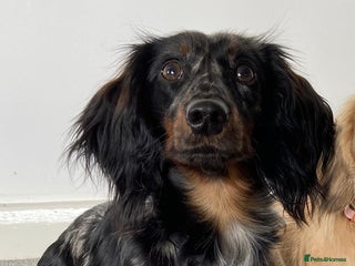 Miniature Dachshund dogs - Advert 33