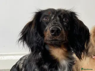 Miniature Dachshund dogs Miniature long- haired dachshund proven stud - Advert 14