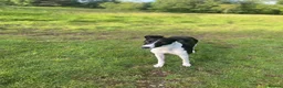 Mixed Breed dogs for stud: Stud dog in Stoke-on-Trent - Advert 5