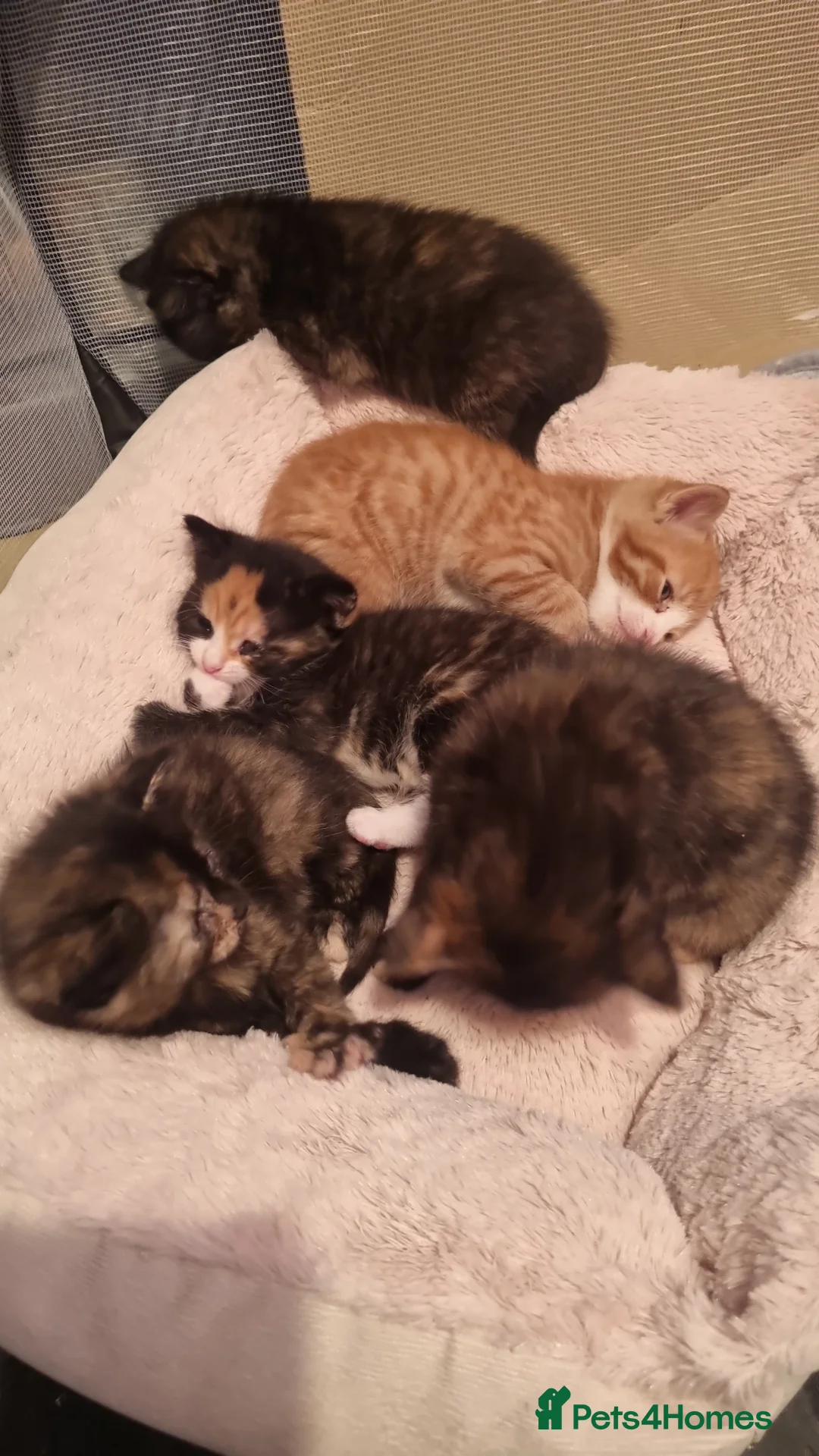 Mixed Breed cats for sale: Kittens for sale beautiful  - Advert 2