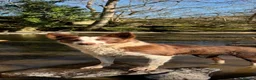 Border Collie dogs for sale: 5 Male Border Collie pups for sale in Builth Wells - Advert 6