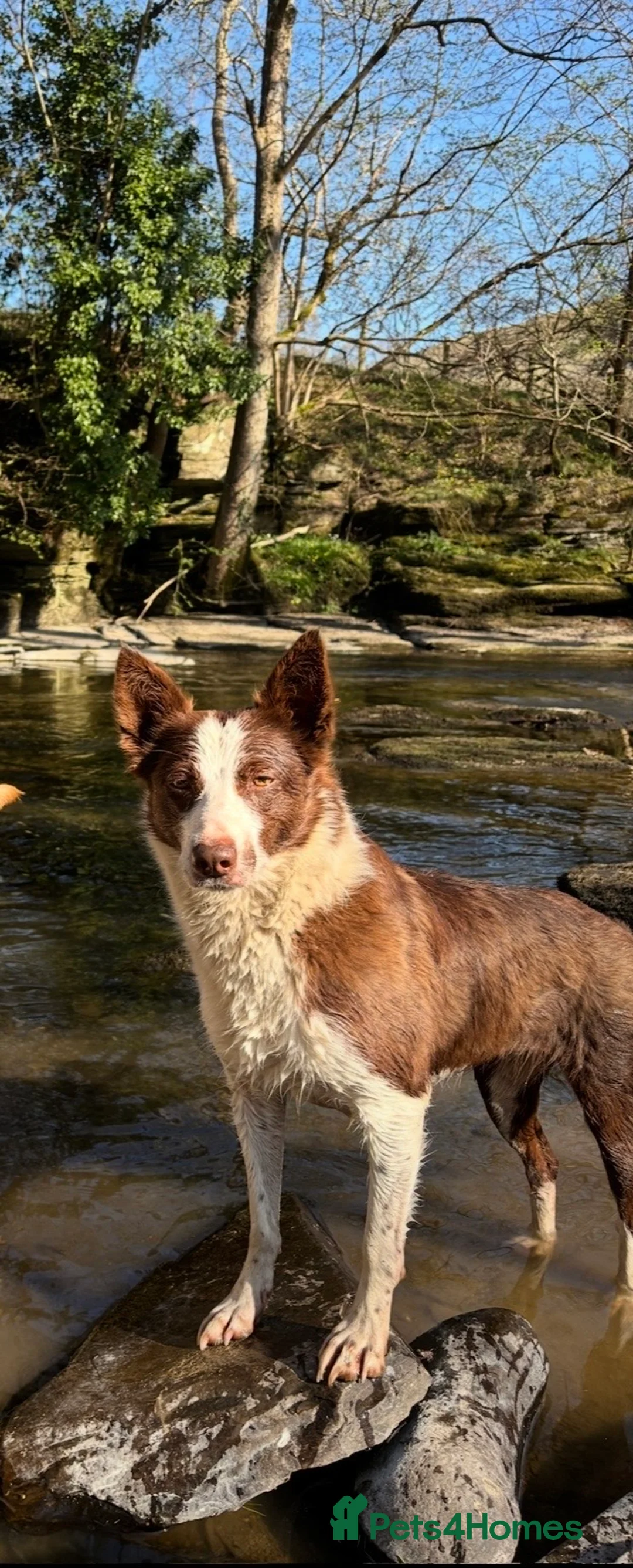 Border Collie dogs for sale: 5 Male Border Collie pups for sale in Builth Wells - Advert 6