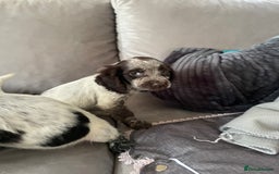 Cocker Spaniel dogs for sale: Healthy puppies - Image 3