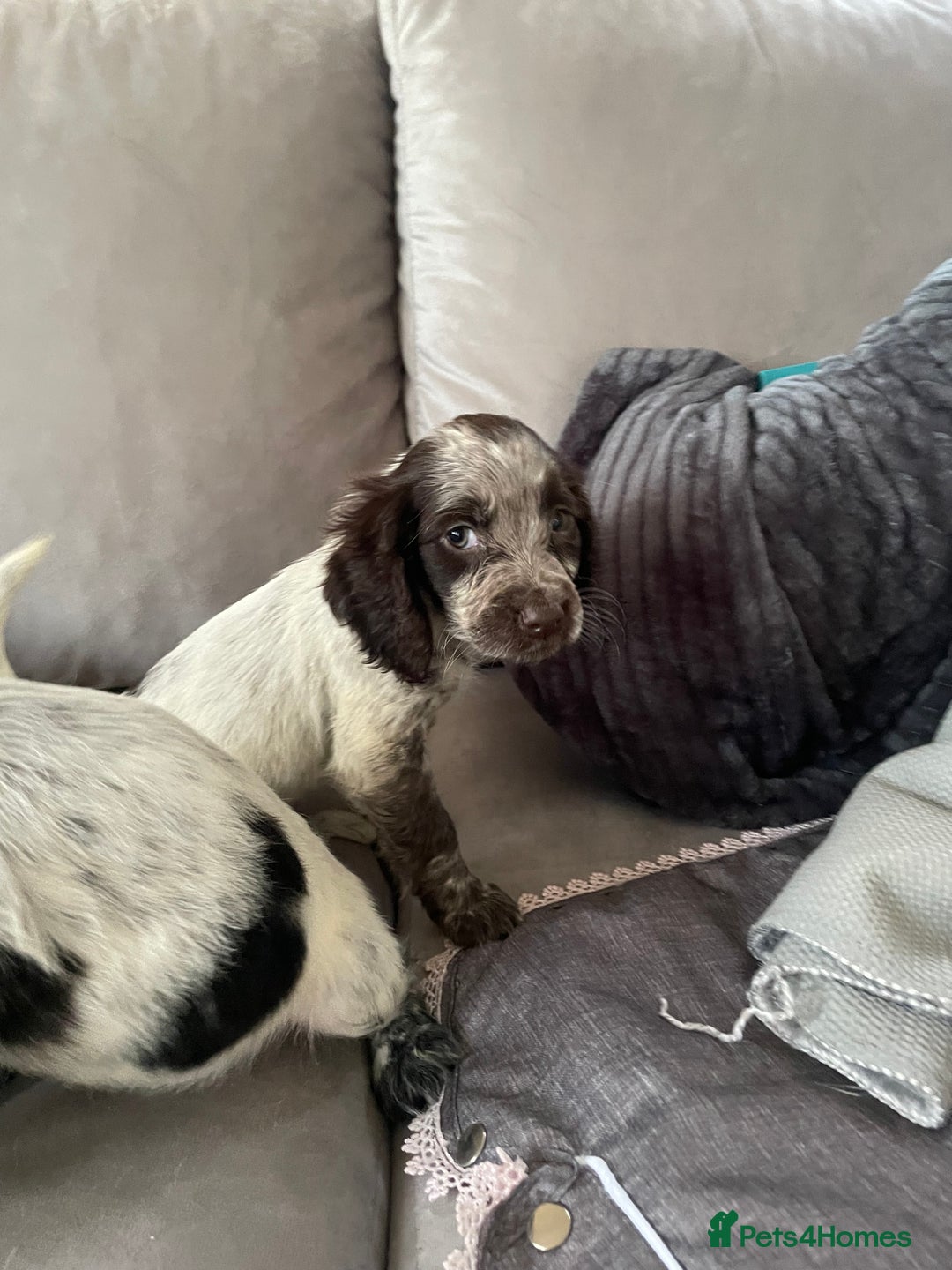 Cocker Spaniel dogs for sale: Healthy puppies - Image 3