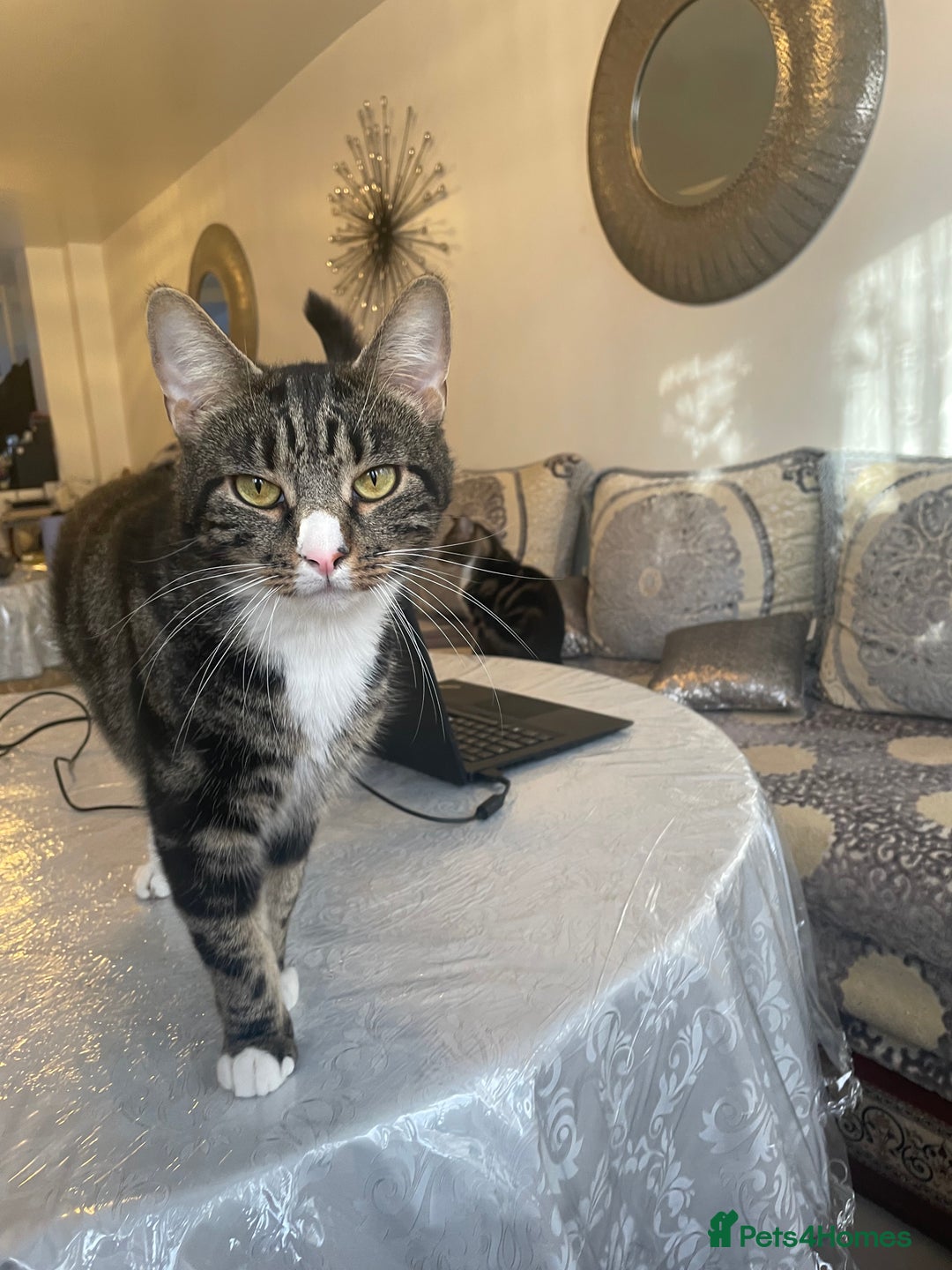 British Shorthair cats for sale: Two Beautiful Loving Male Cats  - Advert 4