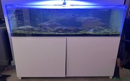 Tetras fish for sale: Fish tank for sale - Image 1
