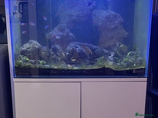 Tetras fish - Advert 2