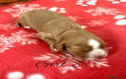 Cocker Spaniel dogs for sale: Outstanding KC Cocker Spaniel Puppies - Image 14