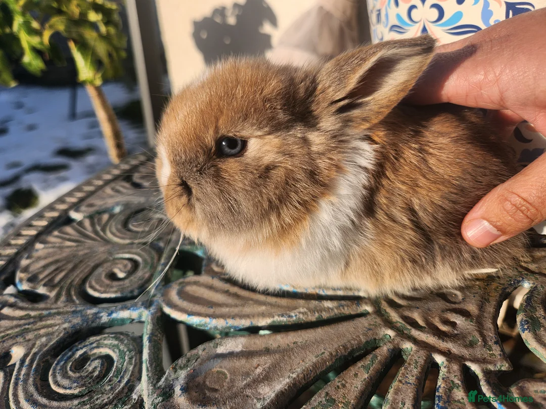 Lionhead rabbits for sale: CUTE BLUE EYES BABY Lionheads double mane. B - Advert 8