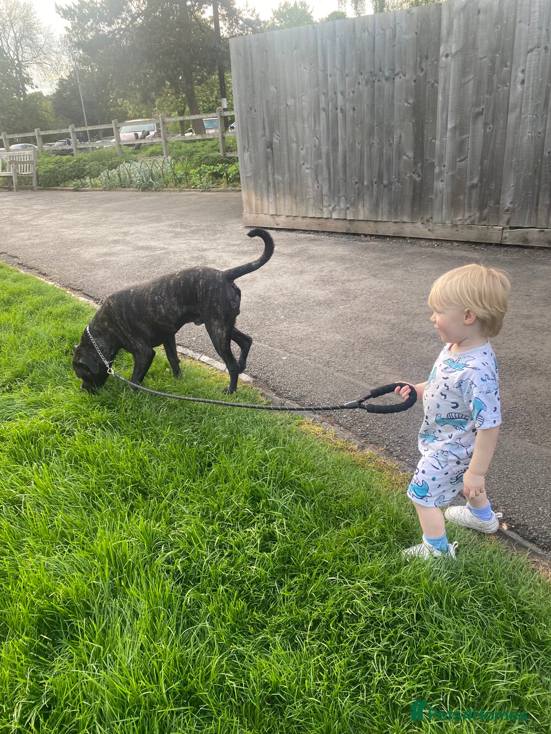 Cane Corso dogs for sale: Bruno  - Advert 15