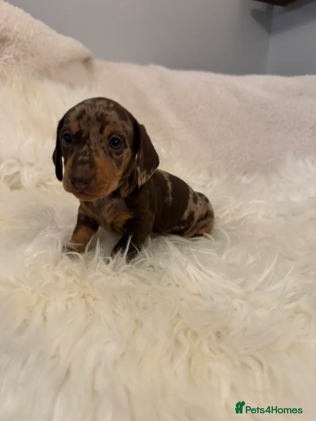 Miniature Dachshund dogs for sale: KC registered Miniature Dachshund puppies - Advert 7