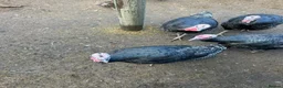 Turkeys poultry for sale: Norfolk Bronze 5 months old. - Advert 3
