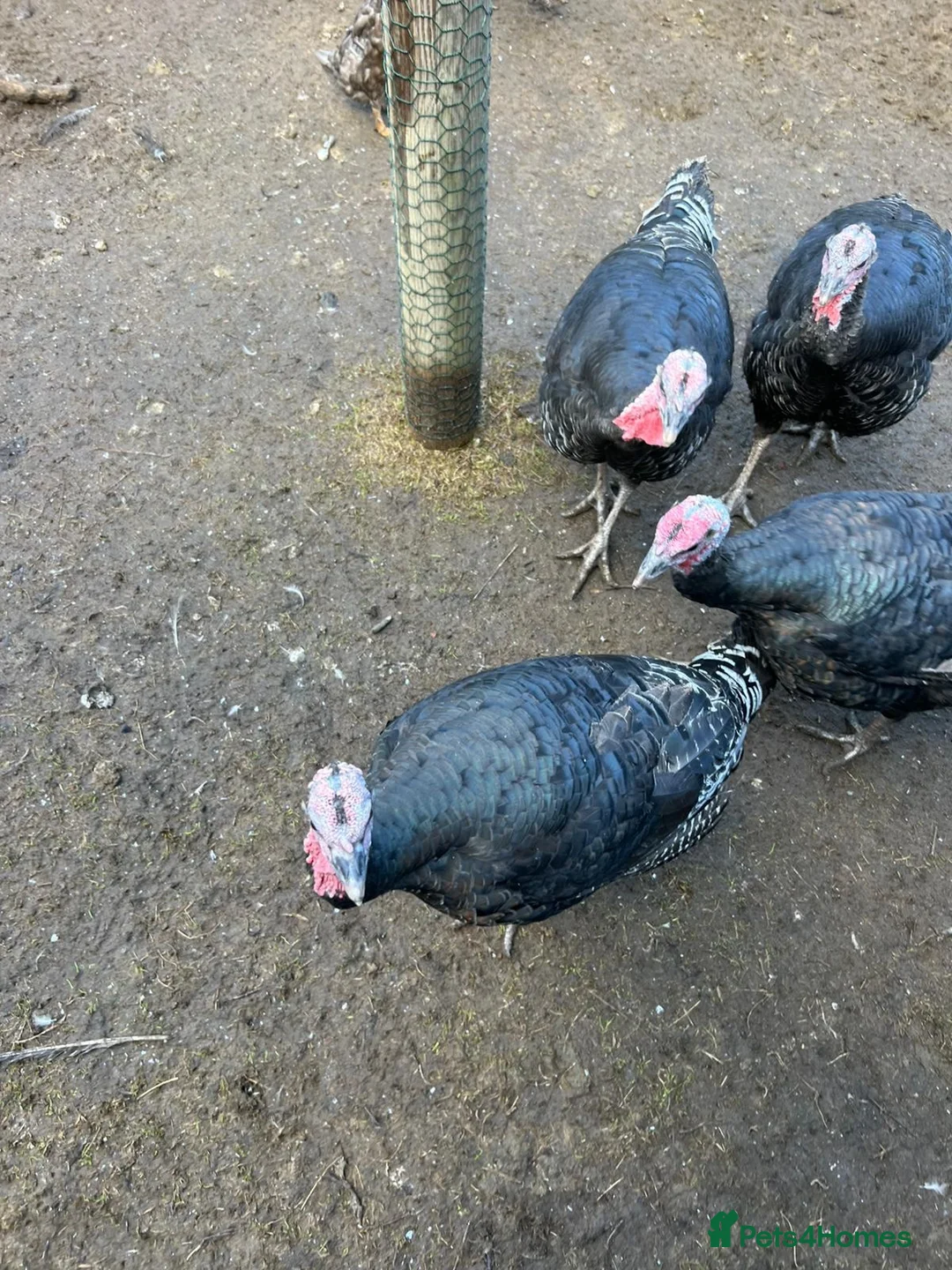 Turkeys poultry for sale: Norfolk Bronze 5 months old. - Advert 3