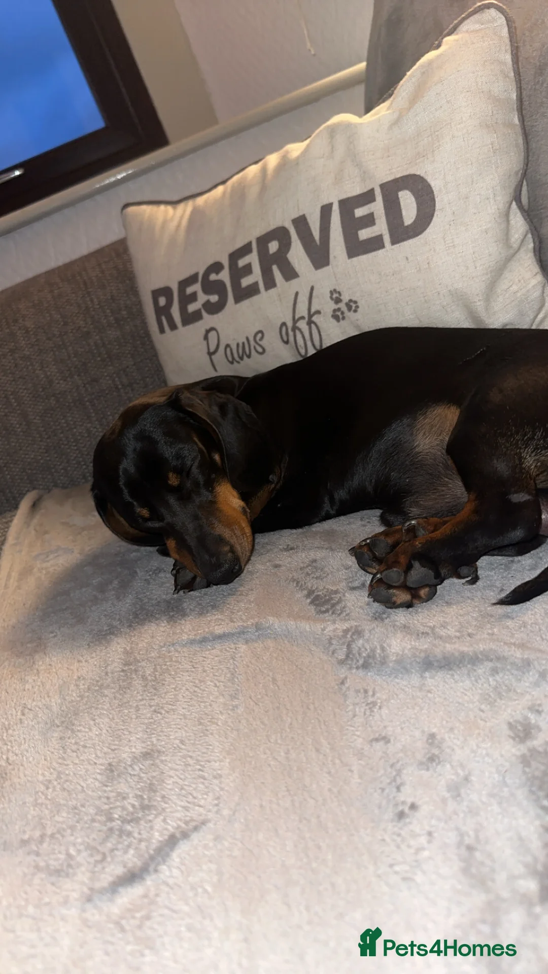 Miniature Dachshund dogs for stud: Earl of Smearsett in Carlisle - Advert 4