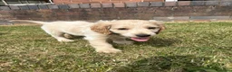 Cockapoo dogs for sale: Last cockapoo boy apricot Merle - Advert 7