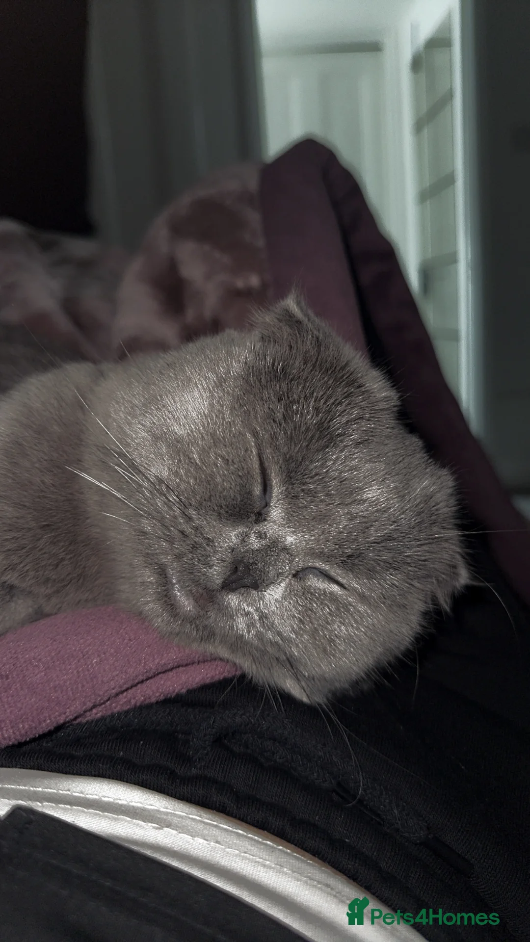 Scottish Fold cats for sale: Looking for a new home for Thomas - Advert 2