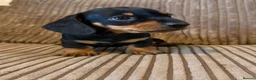 Miniature Dachshund dogs for sale: 1 male Kc reg pra clear mini smooth - Advert 14