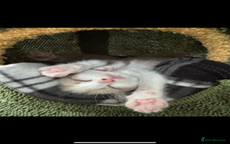 Mixed Breed cats for sale: Mixed breed rag doll - Image 2