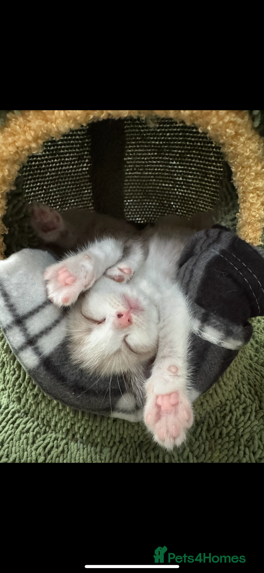 Mixed Breed cats for sale: Mixed breed rag doll - Image 2