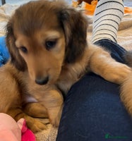 Miniature Dachshund dogs Picture Perfect mini Longhair Puppies - Advert 3