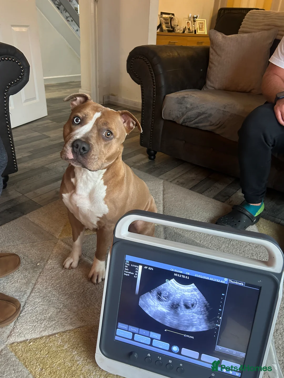 Staffordshire Bull Terrier dogs for sale: Blue fawn Staffordshire bull terrier puppies  - Advert 1