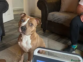 Staffordshire Bull Terrier dogs Blue fawn Staffordshire bull terrier puppies - Advert 6