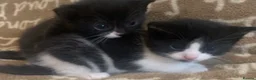 Mixed Breed cats for sale: Ginger and tuxedo kittens very playful  - Advert 6