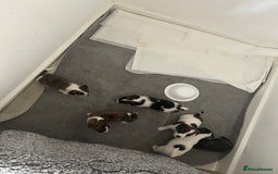 Jack Russell dogs for sale: Beautiful jack russle puppies - Image 8