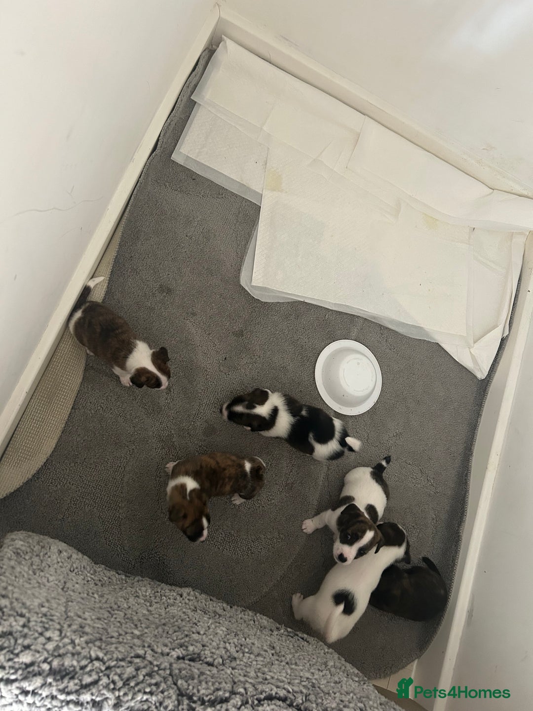Jack Russell dogs for sale: Beautiful jack russle puppies - Image 8