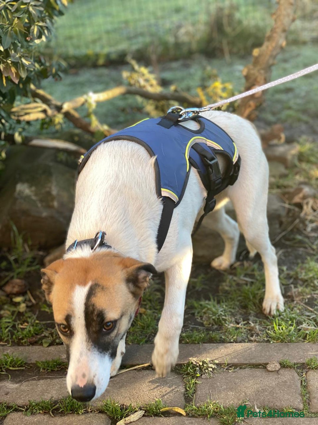 Mixed Breed dogs for adoption: 💖🐶 ZAYKA 🐶💖 - Advert 14