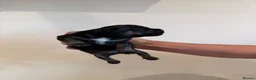 Patterjack dogs for sale: Patajack Puppies   - Advert 9