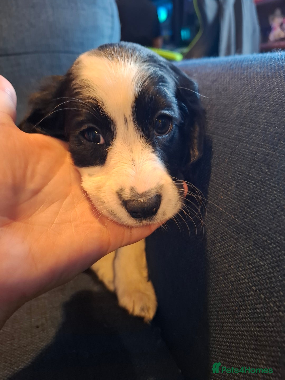 Cockapoo dogs for sale: Stunning F1B Toy Cockapoos Health Tested - Advert 3