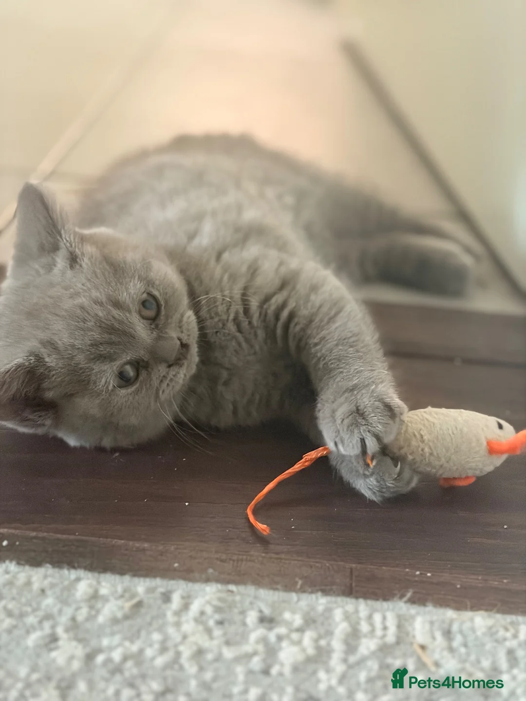 British Shorthair cats for sale: British shorthair kittens for sale  - Advert 8