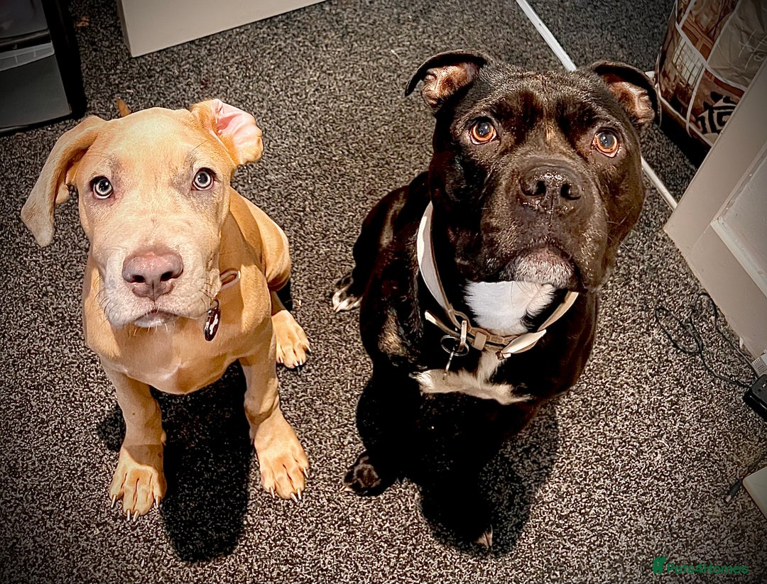 Mixed Breed dogs for sale: 1 year old Cane corso  - Advert 11