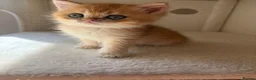British Shorthair cats for sale: GOLDEN BSH KITTENS AVAILABLE FOR RESERVATION - Advert 15