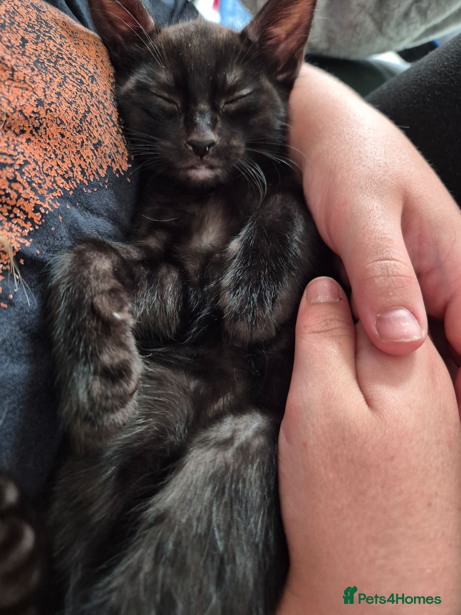 British Shorthair cats Stripy Black Kitten - Advert 1
